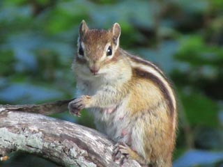 知床五湖ガイドツアーで動物たちに遭遇も!!